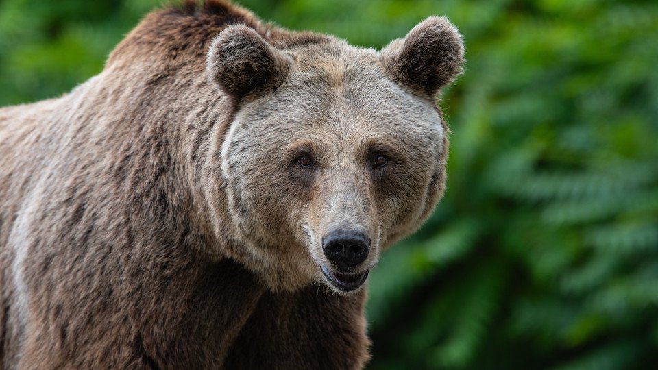 Teenager Escapes Bear Attack With Only Scratches