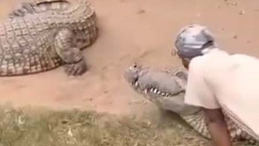 Crocodile Bites Caregiver At Theme Park In South Africa. Victim Almost Left Without Genitals