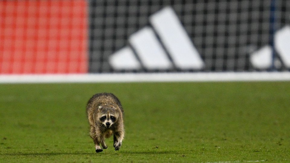 Raccoon Interrupts MLS Game for Three Minutes