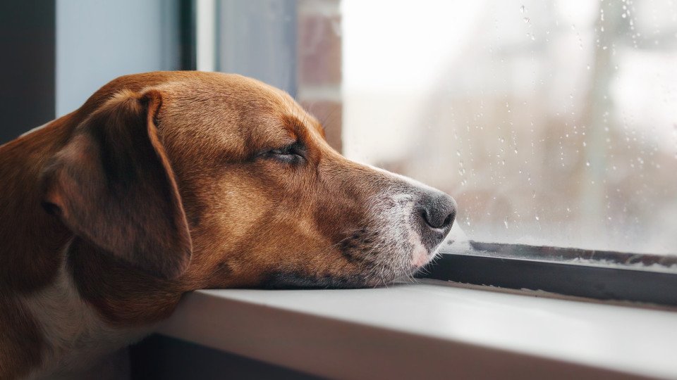 Yes, Dogs Can Suffer From Separation Anxiety. Know the Signs