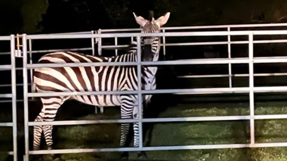 Escaped Zebra in Washington Recaptured… Almost a Week Later
