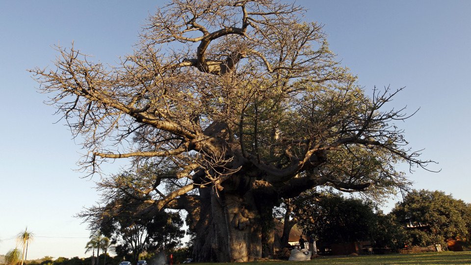 Baobab, Known as the ‘Tree of Life’, Arose in Madagascar