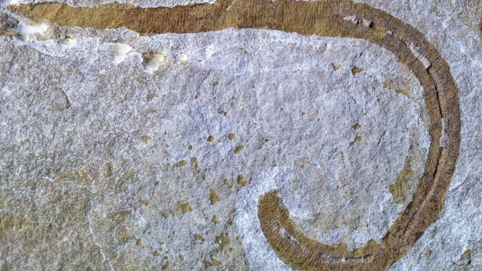 Dune in Real Life? Prehistoric Worm Discovered in the UK