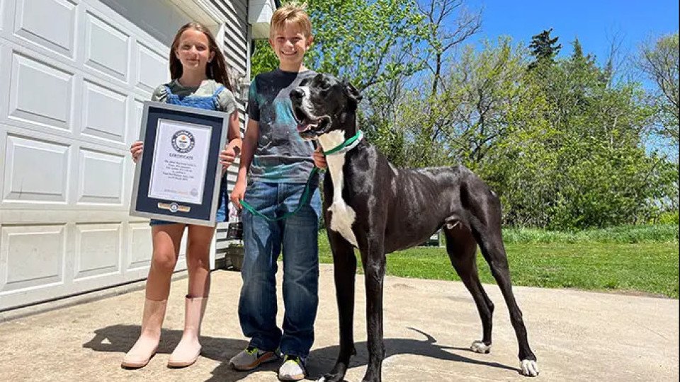 "Devastated". World's Tallest Dog Dies Days After Record Announcement
