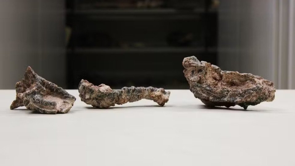 Reptile Fossil That Lived Before Dinosaurs Found in Brazil