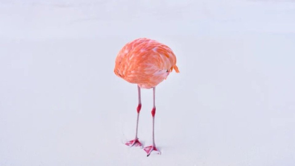 Photographer Submits Real Image In AI Category. It Was The Most Voted