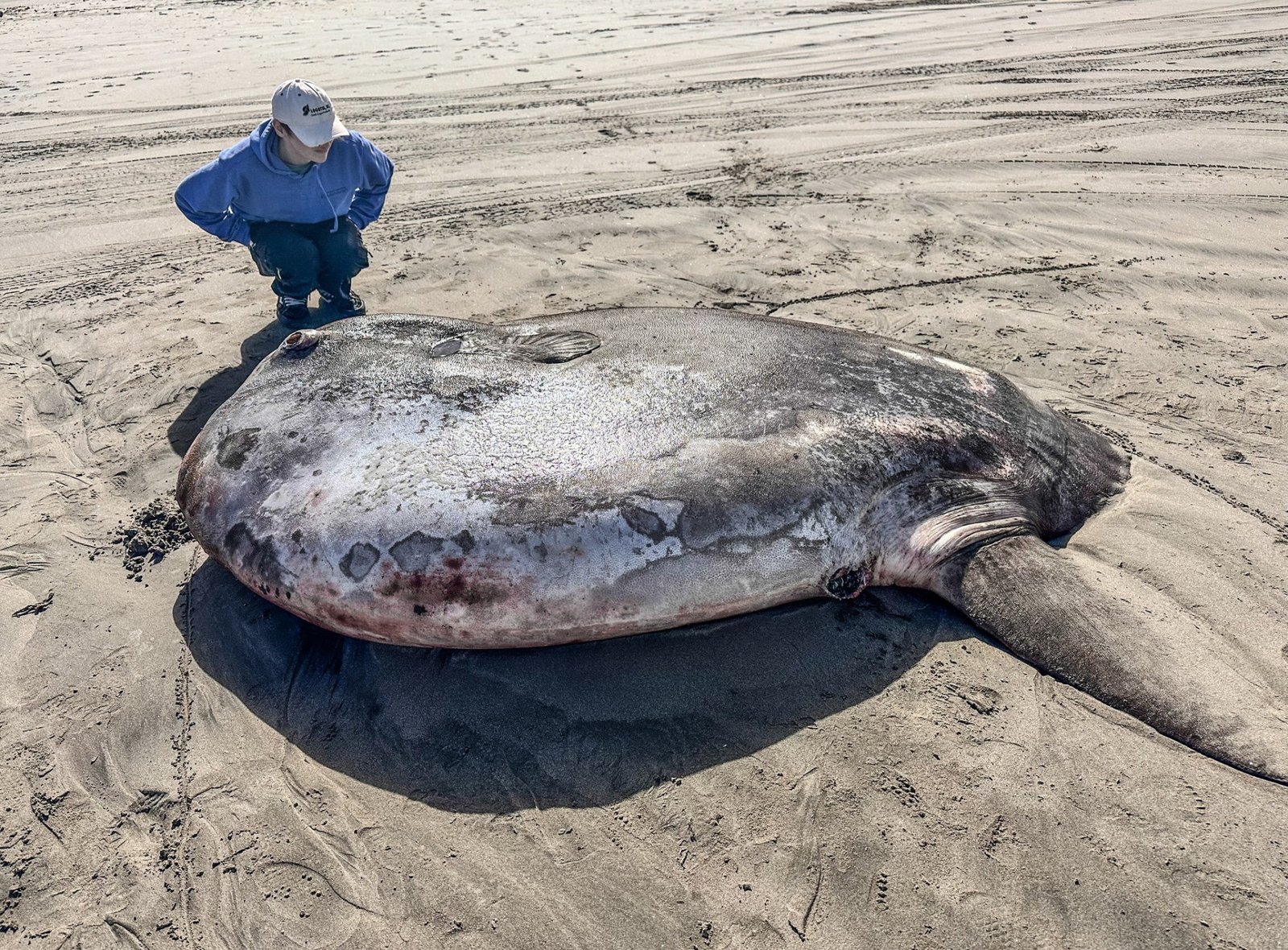 Fish Over Two Meters Seen On Beach In USA