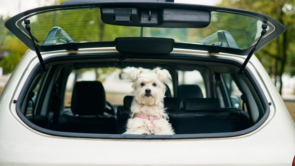 Trainer Explains How To Travel By Car With Your Dog Without Any Stress