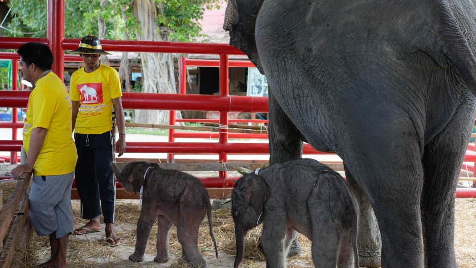 It's Rare, But It Happened In Thailand. Elephant Gives Birth to Couple of Twins