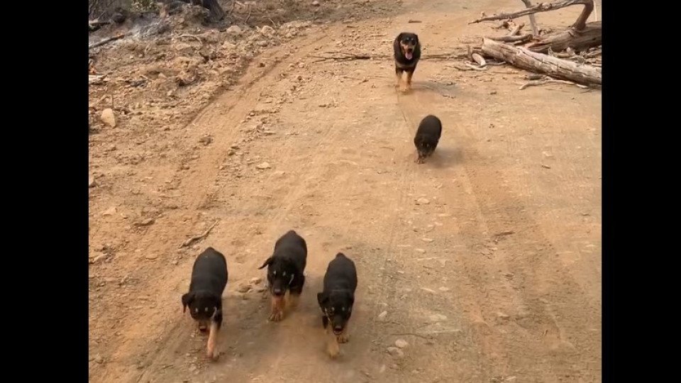 Firefighter Walks 5Km to Save Dogs Surrounded by Fire in the US
