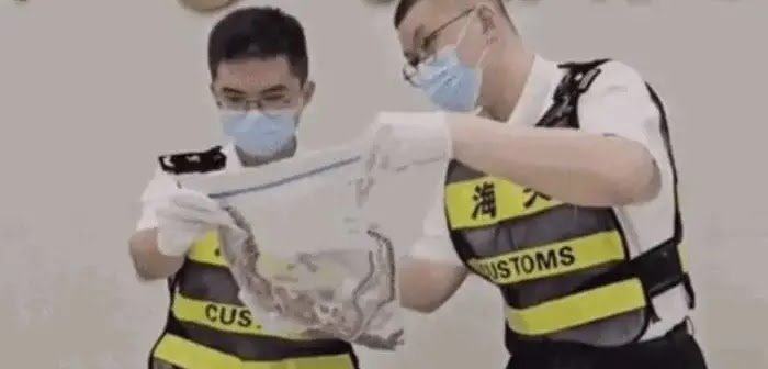 Man Is Arrested With More Than 100 Live Snakes Inside His Pants