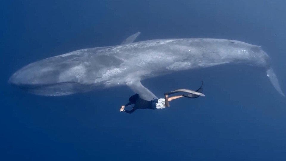 Diver Filmed Swimming Next To Blue Whale