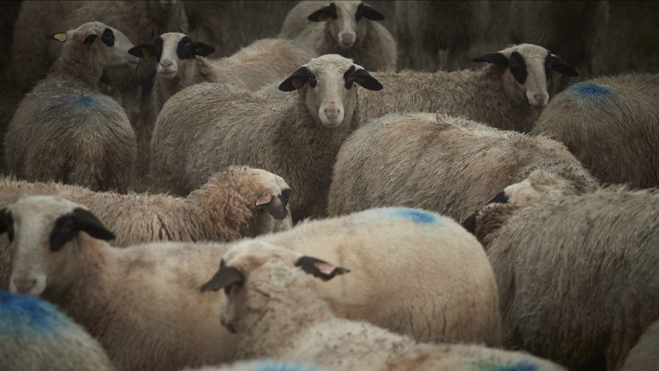 Plague Outbreak Detected in Greece (Animals Were Buried Alive)