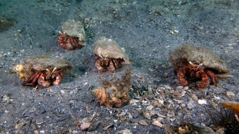 Cocaine, Ecstasy And Other Drugs Found In Crabs And Oysters