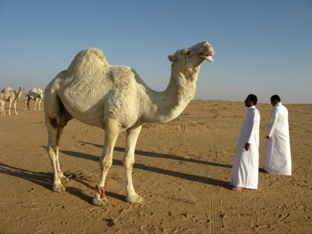 Namibe Government Denies Reports Of Camel Deaths From The United Arab Emirates