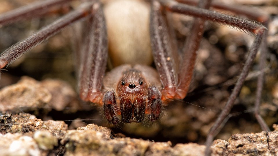 Spider Bites Kill 2 People In Italy And Leave 1 Seriously Injured
