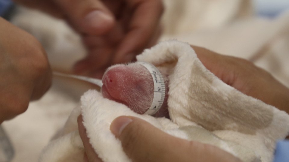 Berlin Zoo Records (Again) Birth Of Twin Giant Pandas
