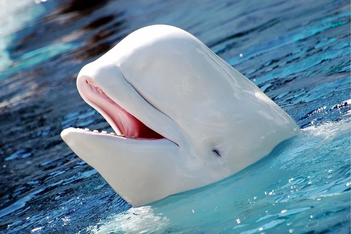 Beluga Whale Accused of Being a ‘Russian Spy’ Found Dead