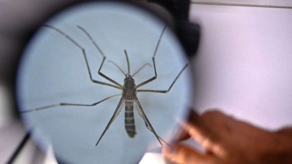 Brazil Surpasses 6.5 Million Probable Dengue Cases This Year