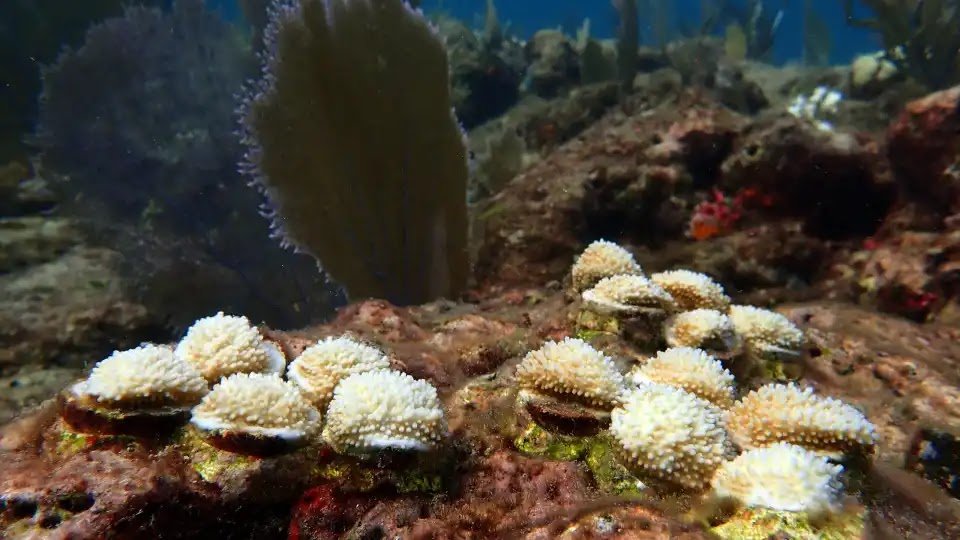 Scientists Have Moved Hundreds of Corals from Florida to Texas