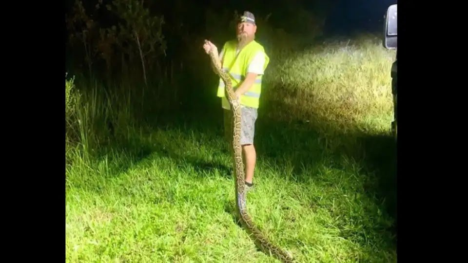Python Hunting Contest? There Is One. The Winner Caught 20 And Took Home $10,000