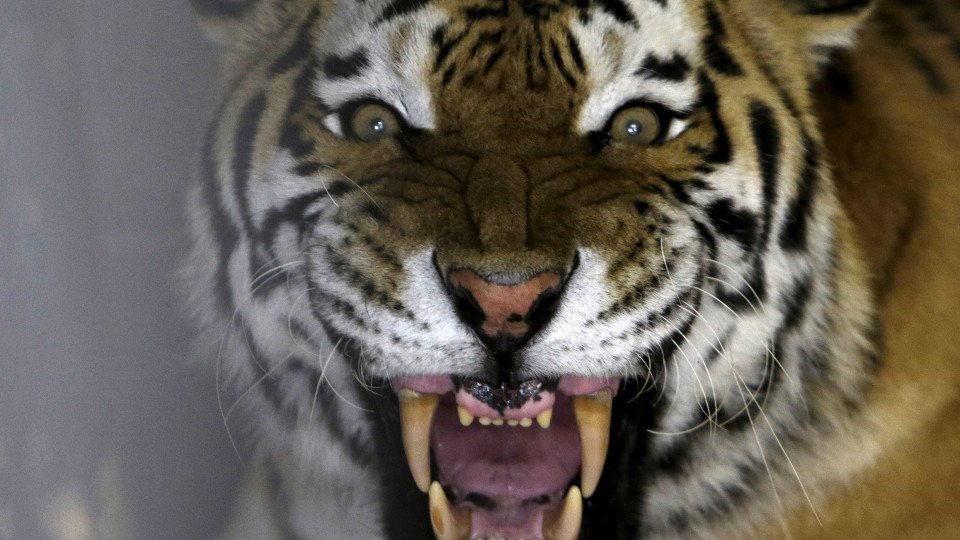 Handler Attacked by Tiger at Australian Amusement Park