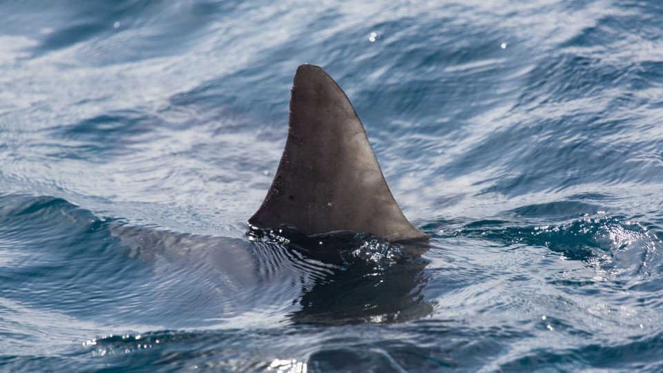 German Tourist Dies After Shark Attack in Atlantic