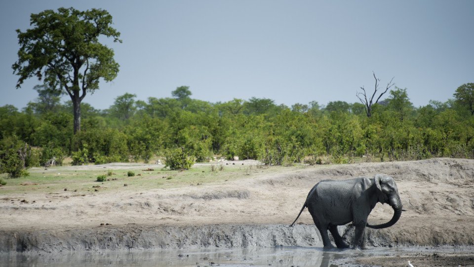 Zimbabwe To Slaughter 200 Elephants To Feed Drought-stricken Population