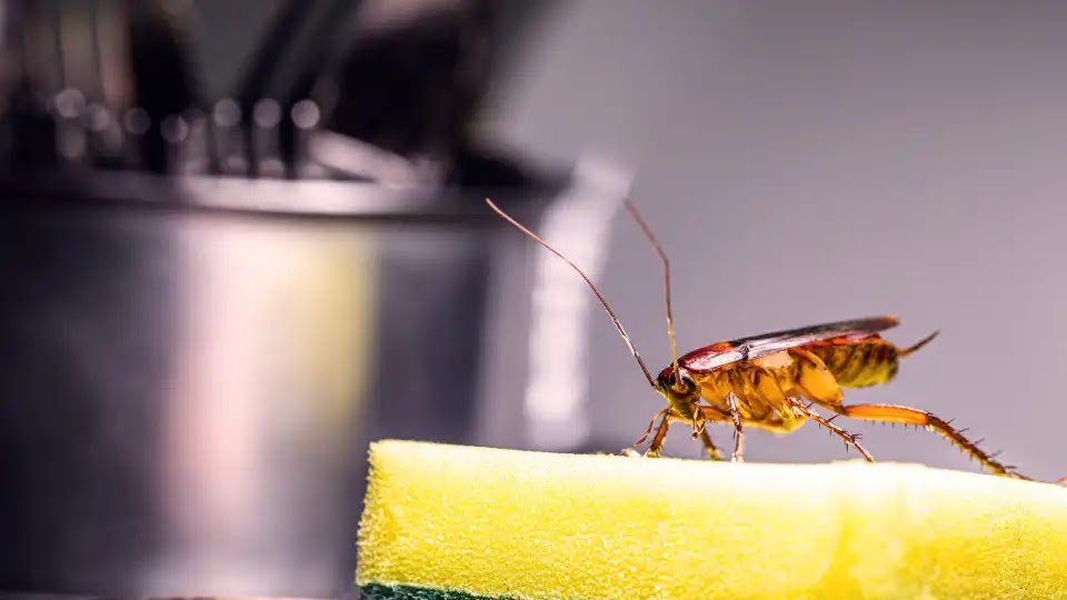 Cockroaches at Home? Learn How to Make a Homemade Spray with a Repellent Effect