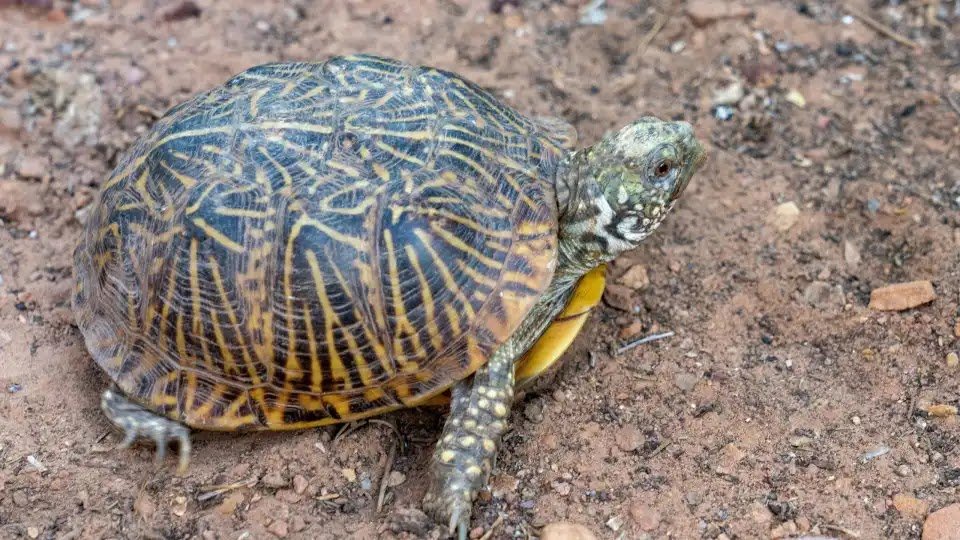 US Woman Hides 29 Turtles In Socks And Tries To Smuggle Them In A Kayak