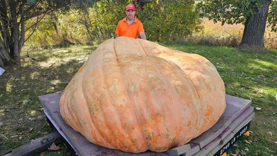 Horticulturist Wins Competition With One-Ton Pumpkin (For the Fourth Time)