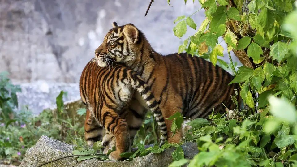 At Least 20 Tigers And One Panther Die From Bird Flu At Vietnam Zoo