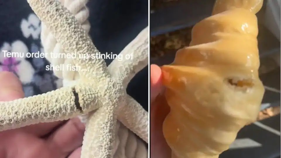 Does Temu Sell Real Croissants And Starfish? Internet Users Report