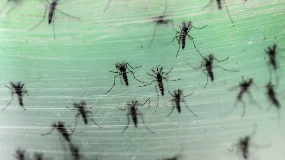 Malaria Outbreak in South China Linked to 'Climate Change'