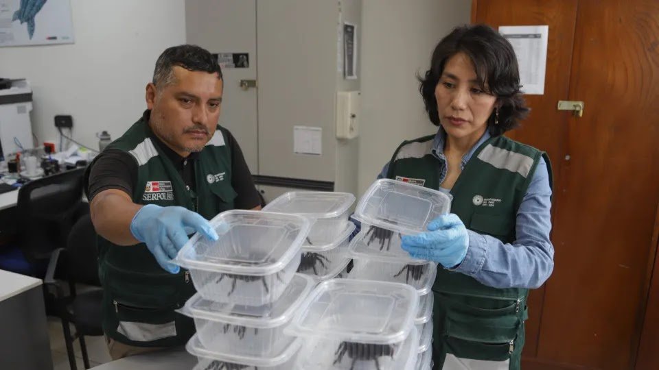 Korean Caught With Hundreds Of Tarantulas On His Body In Peru