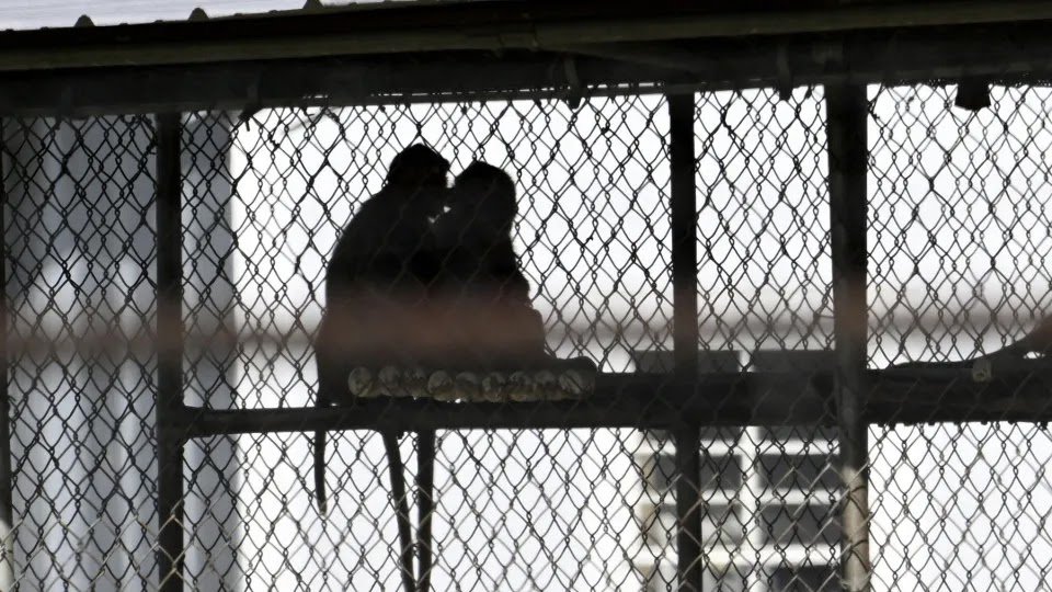 37 Of The 43 Monkeys That Escaped From A Laboratory In The USA Have Already Been Recovered