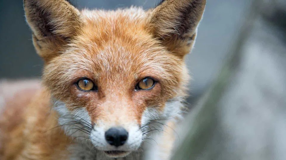 Native Americans Used Fox and Lynx Bones to Make Early Needles