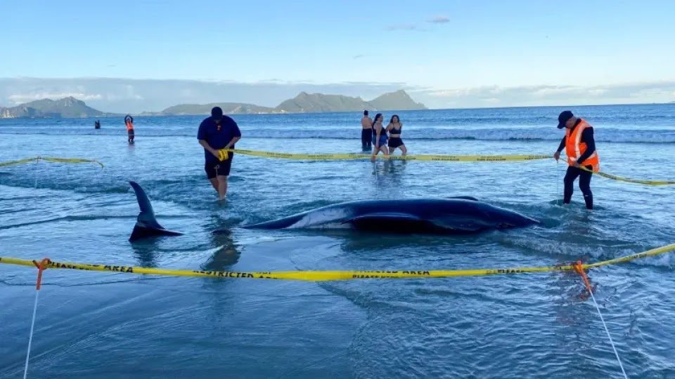 New Zealanders Help Save Group Of 30 Whales That Stranded On Beach
