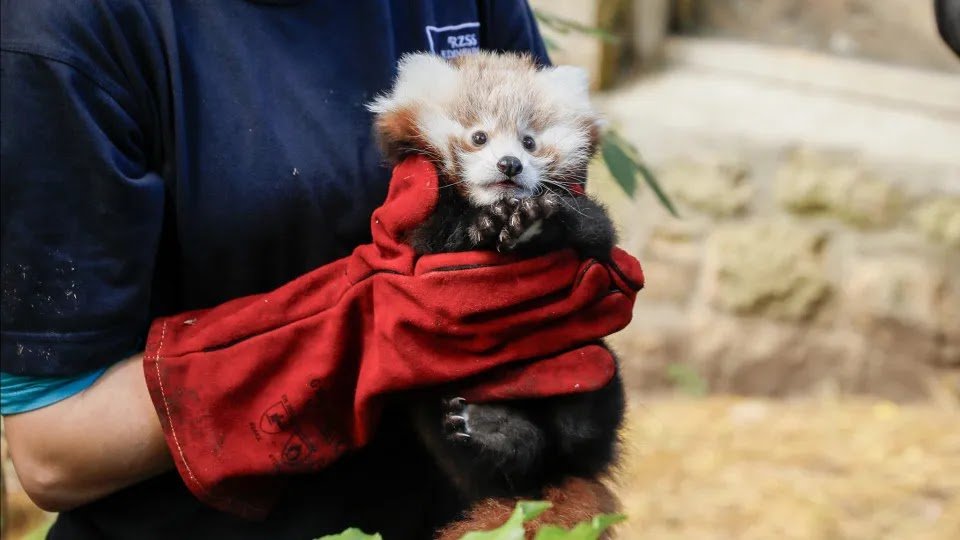 Baby Red Panda Died of Stress Caused by Fireworks