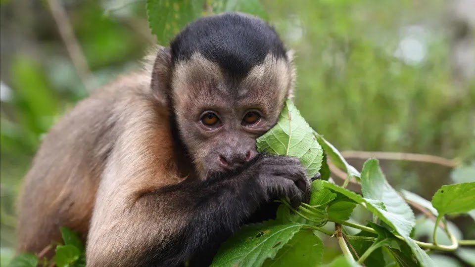 US Police Search for 40 Monkeys that Escaped from Research Center