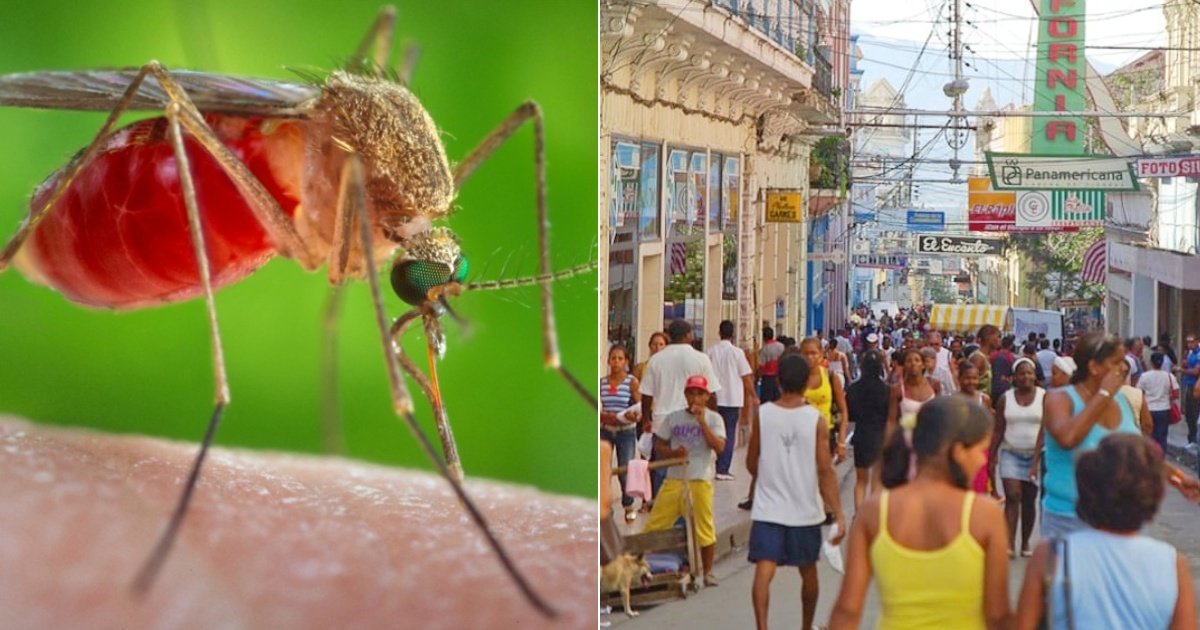 Brazil Reported The World's First Oropouche Virus Deaths, Causing Concern Over Its Spread Through Mosquito Bites