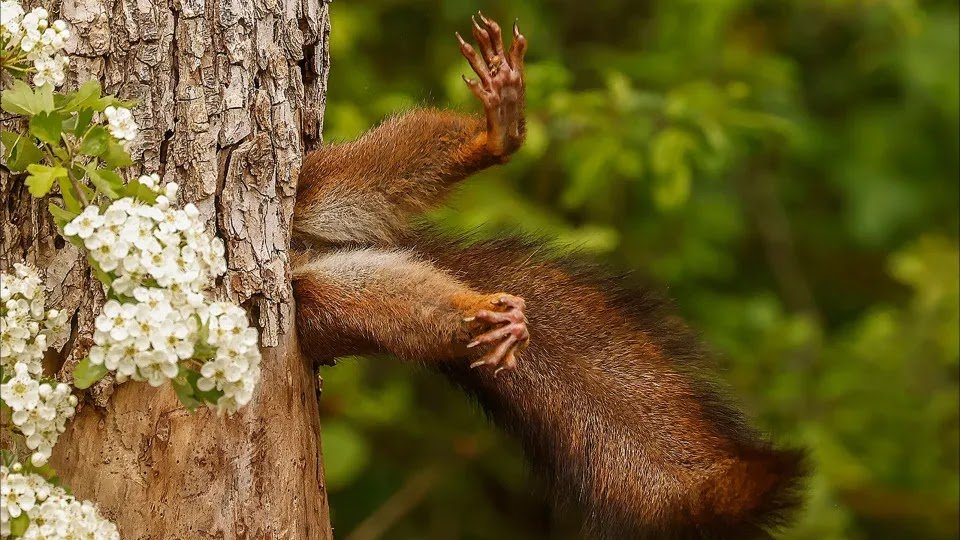 Squirrel Stuck in Tree Is the Most Comical Photo of the Year. Behold the Winners