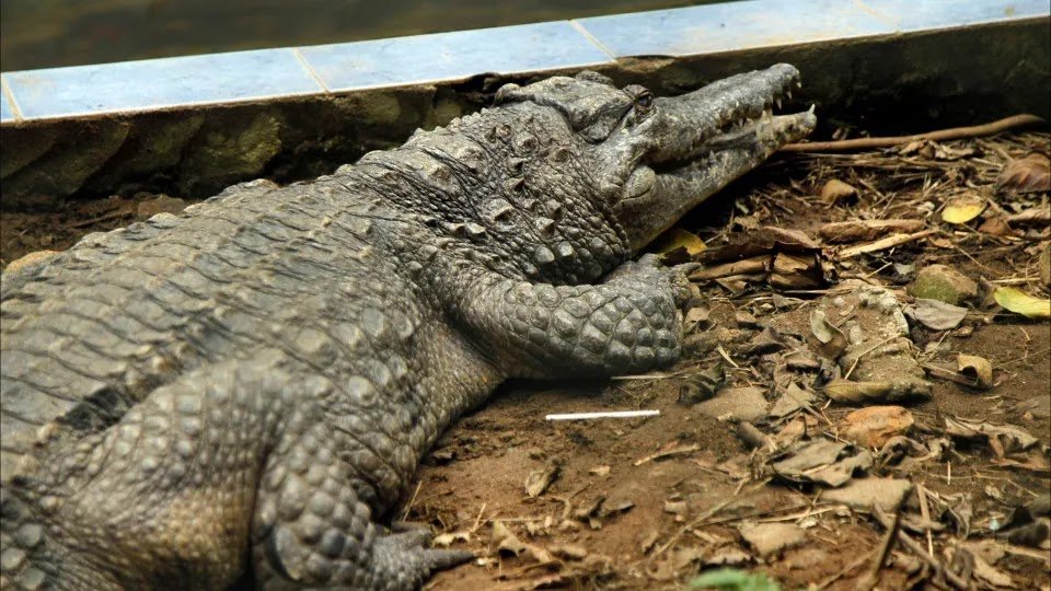 Woman Killed By Crocodile On Borneo Island