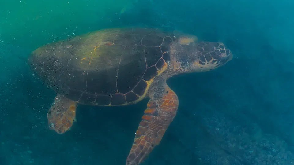 Three Dead, 32 Hospitalized After Consuming Turtle Stew