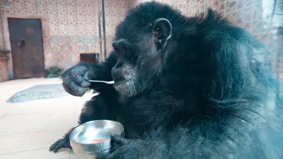 Chimpanzees Genetically Adapted to Environment and Infections Like Malaria