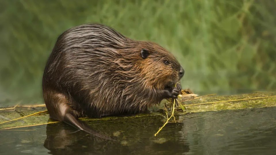 In 48 Hours, Beavers Completed Work That the Government Had Been Waiting for 7 Years