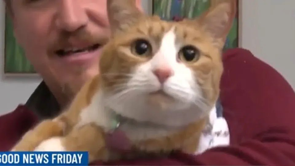 Cat That Family Thought Was Missing Was Stuck On Couch For 3 Weeks