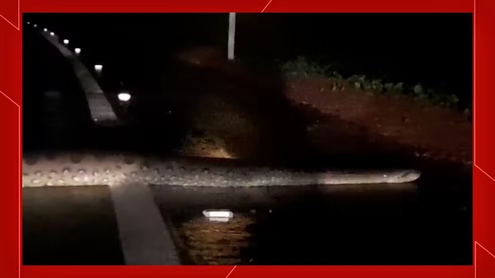 Circula Nas Redes Sociais O Impressionante Momento Em Que Uma Sucuri Atravessa O Ramal Do Cuamba