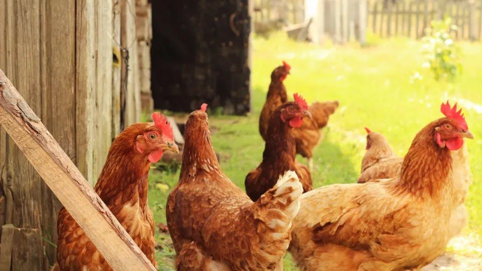 Renting Chickens Is a Trend in the US Due to Rising Egg Prices