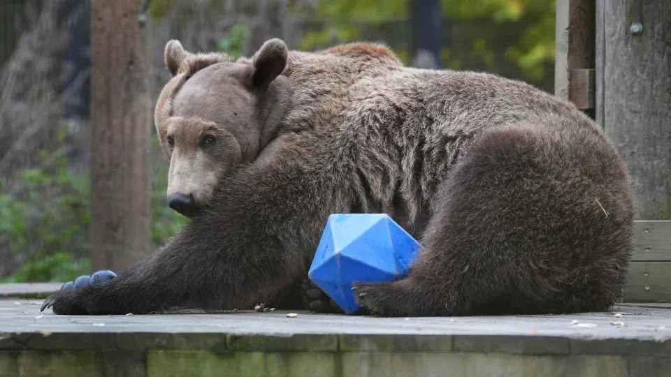 Boki Undergoes Pioneering Surgery, 'Healthy' After Hibernation